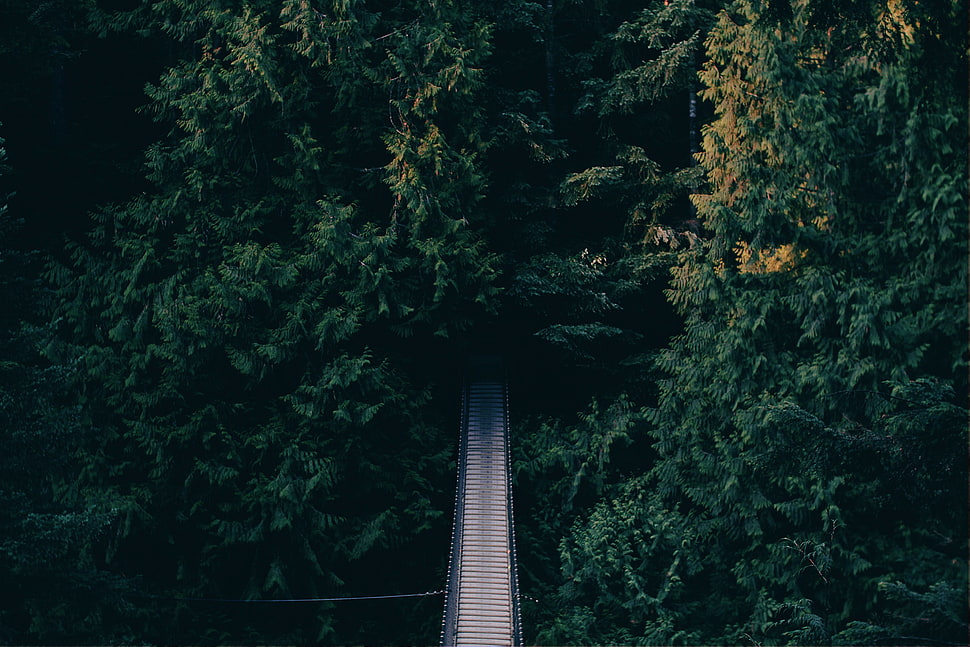 aerial photo of brown bridge surrounded by trees during daytime HD wallpaper
