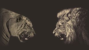 lion and tiger face wallpaper HD wallpaper
