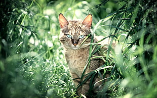 HDR photography of adult short-coated gray cat in the grasses during daytime HD wallpaper
