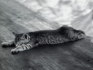 gray scale photography of tabby cat lying on wooden surface
