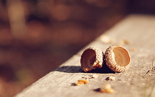 round brown nuts