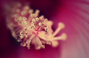 close photo of pink petaled flower HD wallpaper