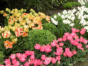 yellow, pink and white flowers