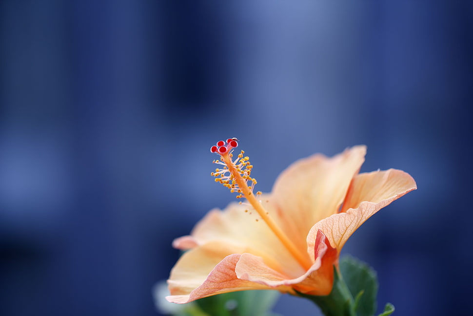 beige hibiscus flower close-up photohraphy HD wallpaper