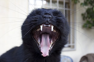 short-fur black cat HD wallpaper