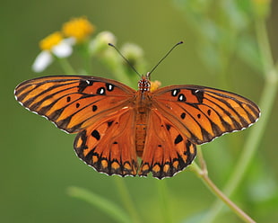 brown and black butterfly perched on plant tilt shift lens photography HD wallpaper