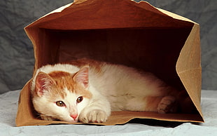 orange and white tabby cat inside brown paper bag