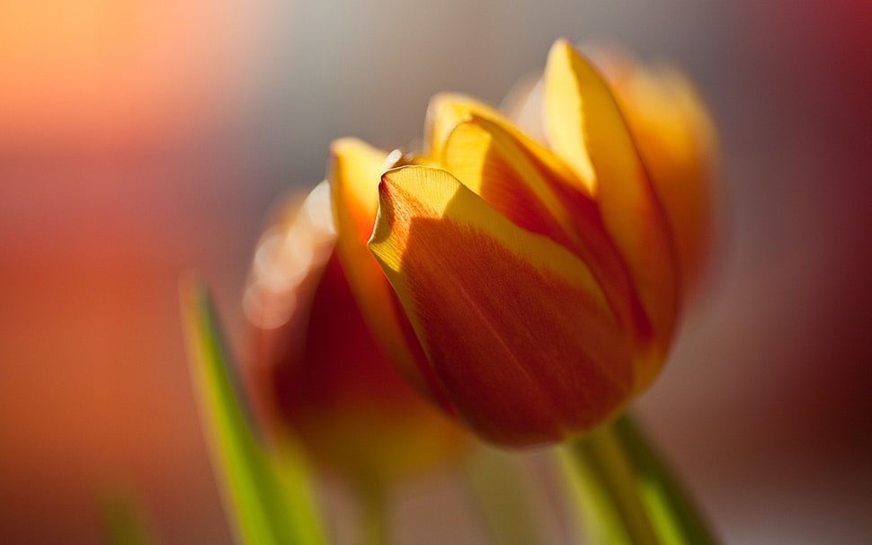 yellow tulips, closeup, nature, macro, flowers HD wallpaper