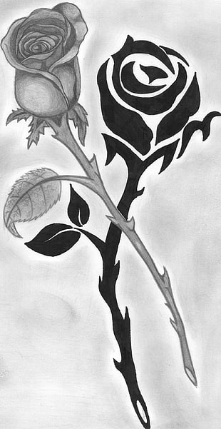 black and gray rose painting, drawing, rose, monochrome, flowers