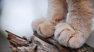 selective focus photo of orange cat paws on brown wood