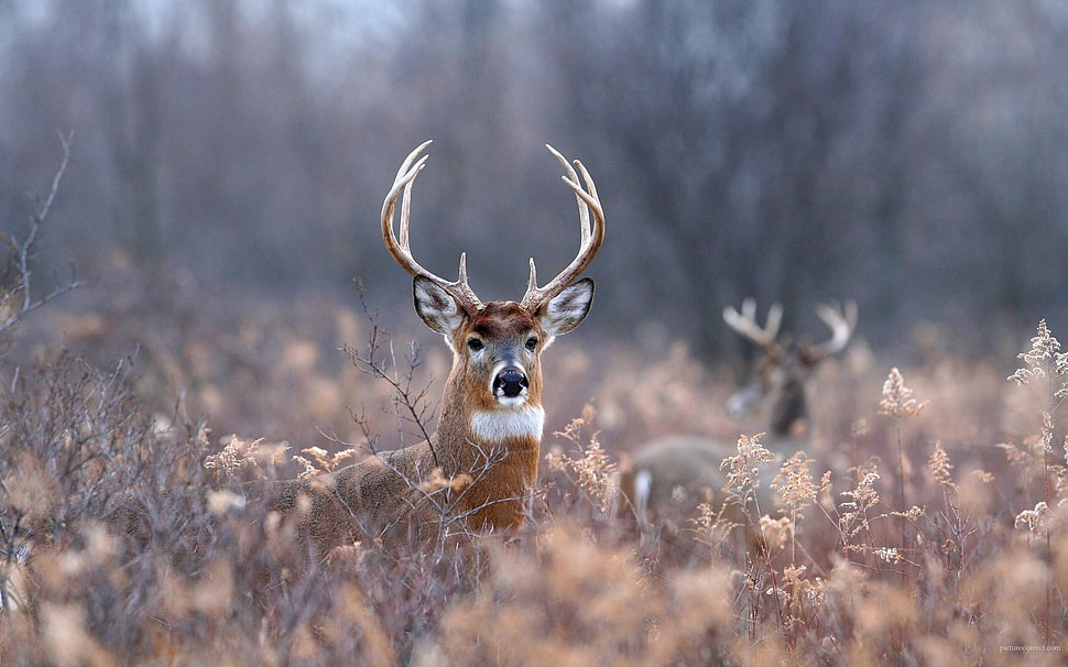 brown deer on brown plant at daytime HD wallpaper