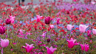 pink flower, tulips HD wallpaper