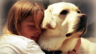 adult yellow Labrador retriever, animals, dog, children HD wallpaper