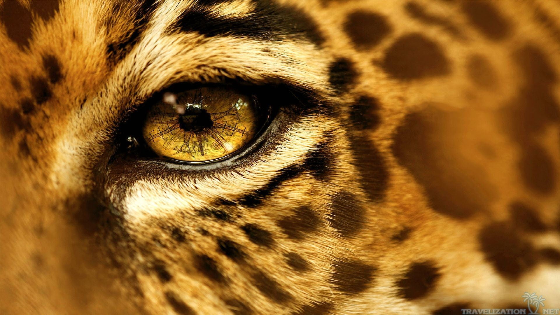 Animal Eye Close Up