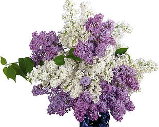 white and purple Lilac flower bouquet