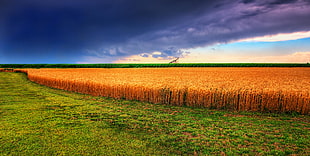 panoramic photo of a grain field, wheat, kansas HD wallpaper