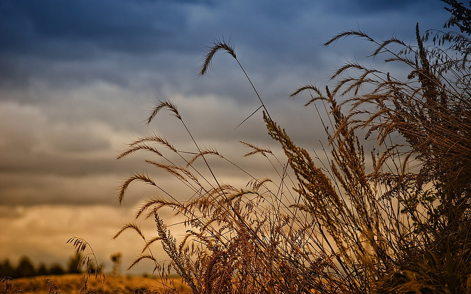 shallow focus photography of wheat during sunset HD wallpaper