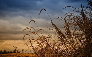 shallow focus photography of wheat during sunset