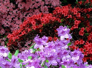 photo of Azalea flowers