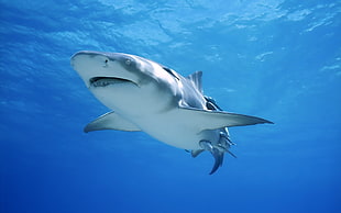 blue shark in water