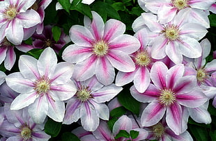 white and pink 8-petaled flowers