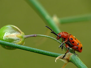 red and black spotted bug on green plant stem closeup photography, beetle