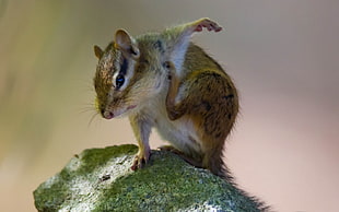 close up photography of brown chipmunk stands on green stone