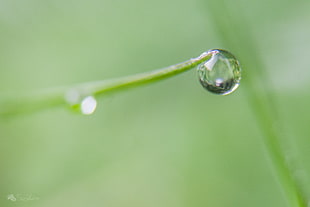 shallow focus photo of dew on green plant, assis