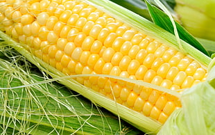 close-up photography of peeled corn