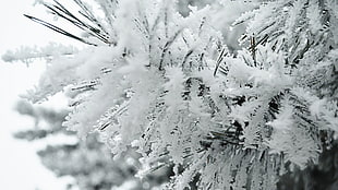 white snow, nature, snow, trees HD wallpaper