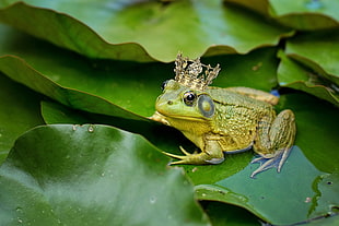 green frog wearing gold crown on green leaves