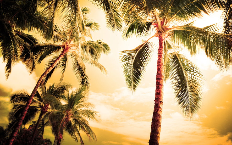 ground shot of coconut trees HD wallpaper