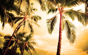 ground shot of coconut trees HD wallpaper