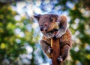 selective focus photography of koala bear HD wallpaper