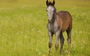 gray donkey on field