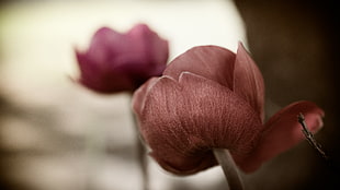 closeup photography of brown rose flower HD wallpaper