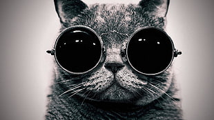grayscale photo of cat wearing sunglasses