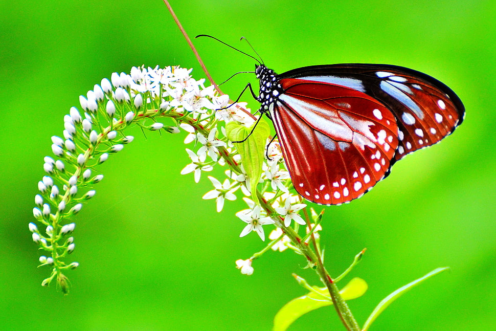white, red and black butterfly, chestnut, tiger HD wallpaper