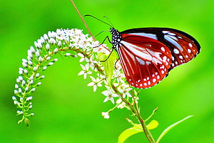 white, red and black butterfly, chestnut, tiger HD wallpaper