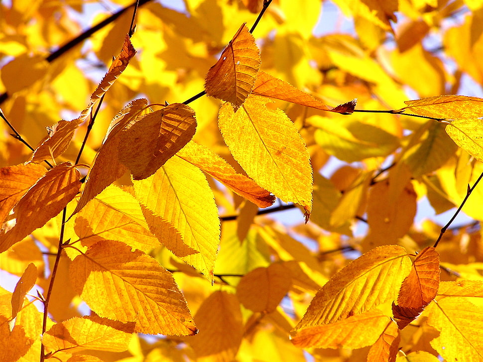 photo of yellow leaf plant HD wallpaper