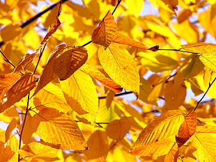photo of yellow leaf plant HD wallpaper