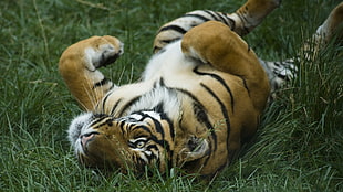 tiger lying on gray field during daytime