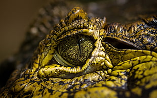 alligator's eye