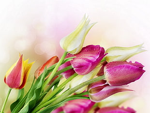 purple and white Tulip flower HD wallpaper