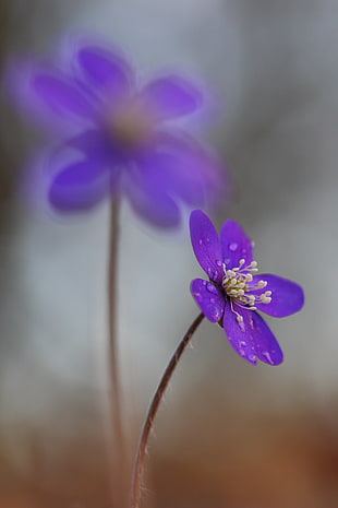 purple flower micro photography, hepatica