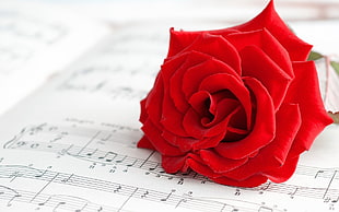 red rose on top of music sheet