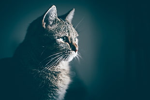 short-coated grey cat, Cat, Muzzle, Profile