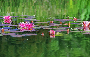 pink and purple water lilies on water formation
