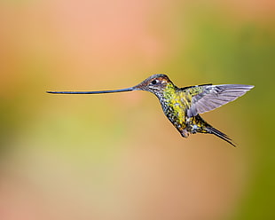 selective focus photography of hummingbird flyingh