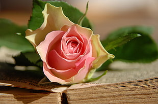 focus photography of rose HD wallpaper